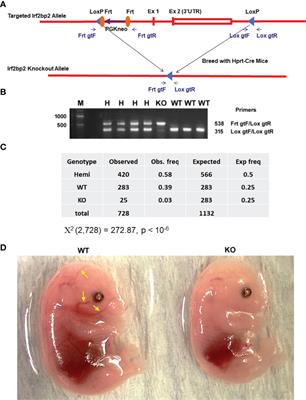 Savior Siblings Might Rescue Fetal Lethality But Not Adult Lymphoma in Irf2bp2-Null Mice